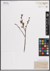 Foto von Salix cinerea L.